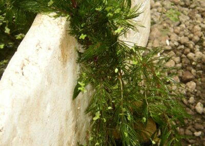 Pflanzensteckbrief Ceratophyllum demersum