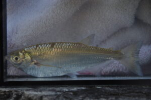 Der Kropfsalmler Triportheus auritus