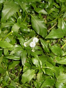 Gymnocoronis spilanthoides - Blütenstand