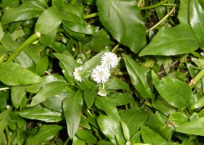 Pflanzensteckbrief Gymnocoronis spilanthoides