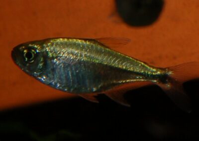 Hyphessobrycon eos – Sonnentetra