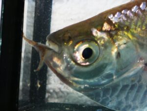Triportheus auritus - Kopfstudie mit den Tentakeln