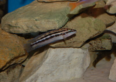 Julidochromis dickfeldi
