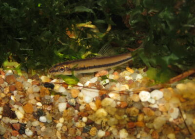 Nemacheilus binotatus