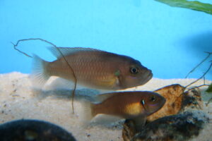 Neolamprologus brevis