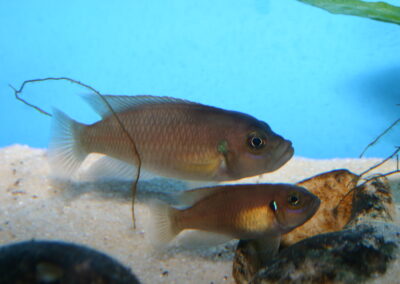 Neolamprologus brevis
