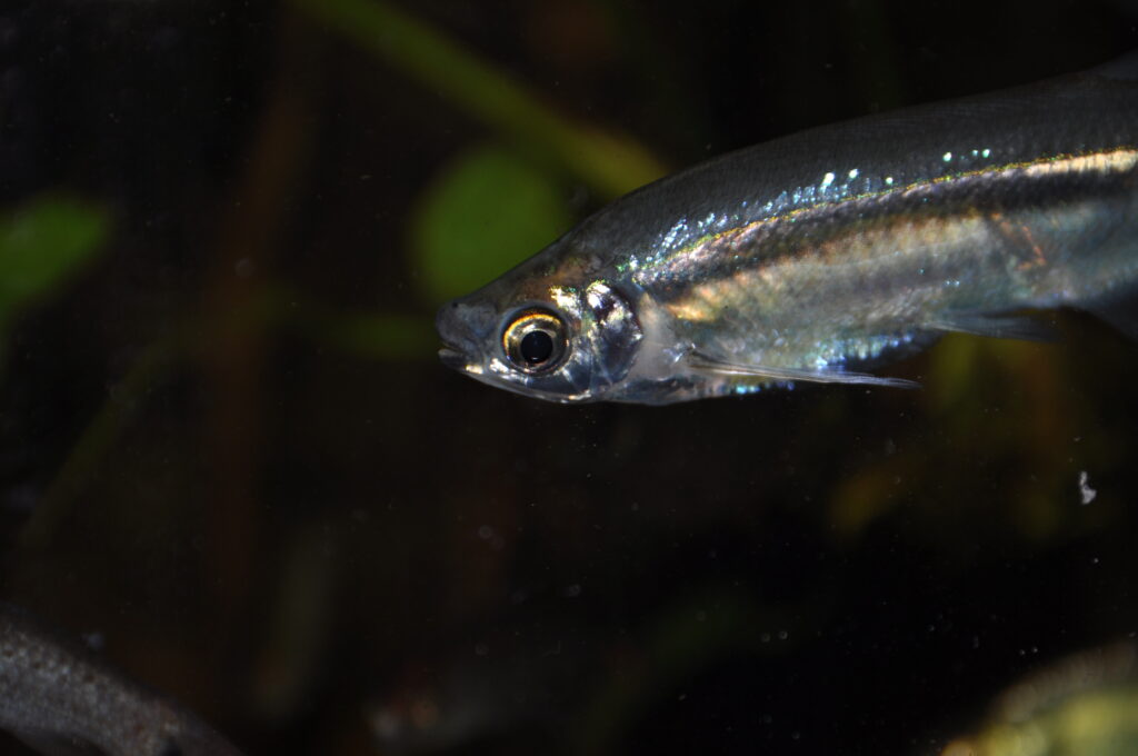 Piabucus dentatus - Kopfstudie