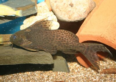 Synodontis nigrita