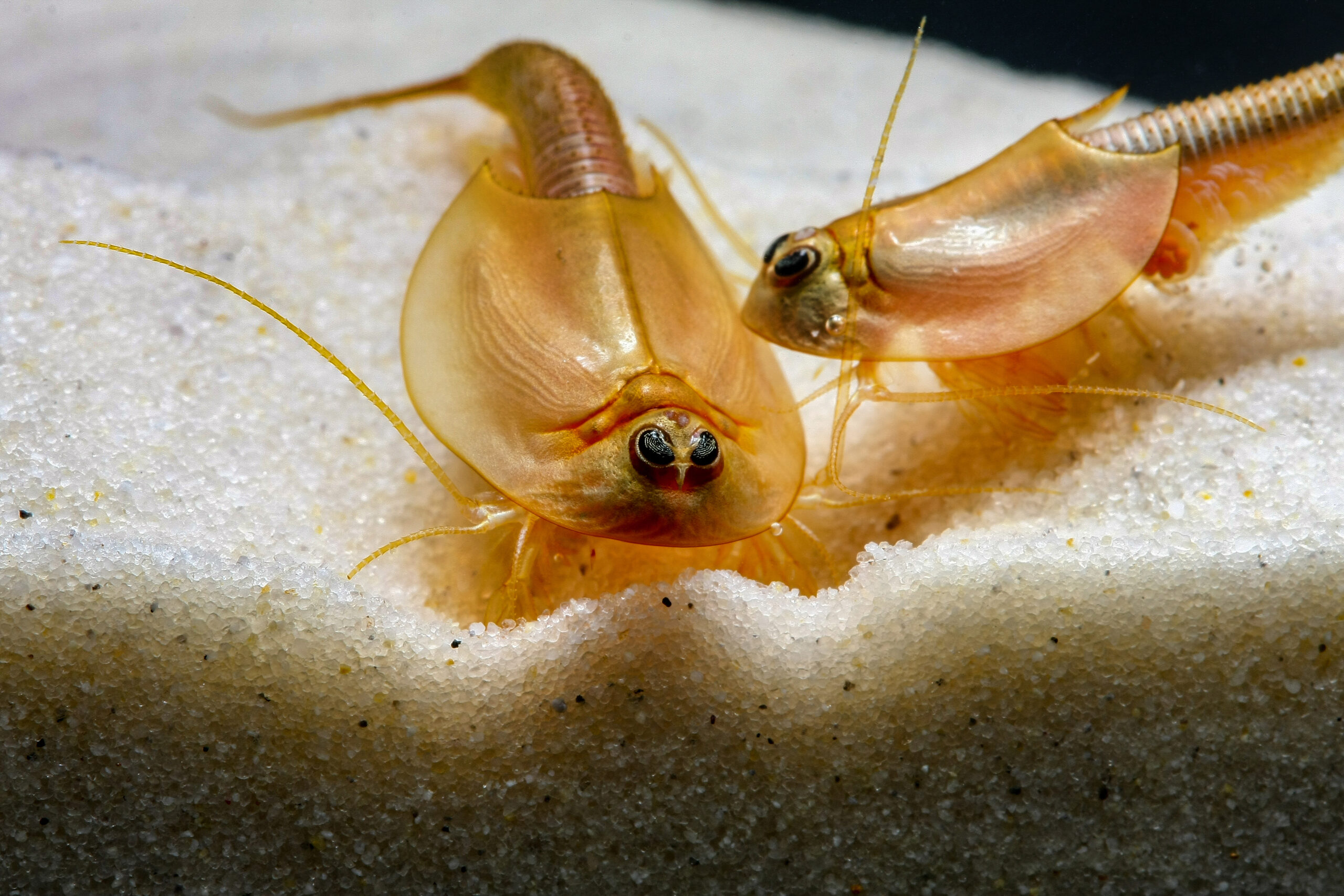 Urzeitkrebse Triops Und Feenkrebse Im Aquarium Aquarien Und 